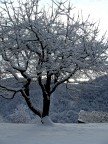 neve