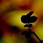 Colori