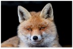 The fox