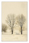 due alberi