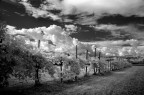 Vigneto in primavera
