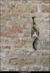 a cat in the wall