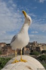 Gabbiano grandangolare a Roma