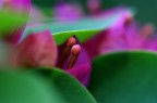 Colori