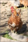 Sei un pollo!