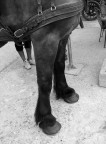 Gambe