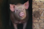 The Pig.