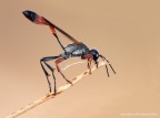 Ammophilia Procera