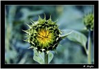 Canon 50D
Tokina 500 catadiottrico FD con anello adattatore
F: 8 1/500 ISO 400