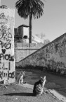 Il nuovo re cieco di una antica fortezza