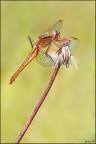 Sympetrum