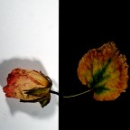 B. &amp; N. Foliage