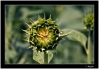 Canon 50D
Tokina 500 catadiottrico FD con anello adattatore
F: 8 1/500 ISO 400