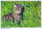felino
