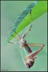 Metamorfosi di un ortottero.