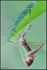 7d+180macro. 1/15sec, f16,iso 8oo, cavalletto... tra una folata di vento e l'altra.