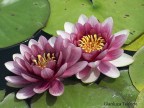 fiori