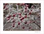 Il generale inverno