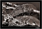 Canon 50D
Sigma 180 mm. macro
F: 10- 1/160 ISO 200
Slitta MaF
