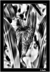 Elaborazione da uno scatto a colori. Ho giocato con Corel Paintshop X3
