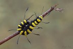 Acronicta Alni