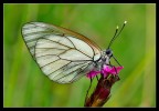 Aporia