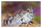 Dati di scatto: 90mm, f20, 1/60, ISO 100, treppiedi,flash con diffusore

HR: http://img253.imageshack.us/img253/8418/58271601.jpg

Uno dei pesci pi belli del Mediterraneo.

saluti
Francesco