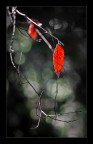 Canon EOS 500D, f/2.8, 1/100 sec., ISO 640, 100mm