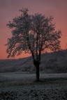 Albero
