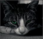 Canon 450d 18-55is + PP