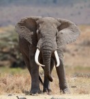Questa foto  stata scattata in Tanzania e in quel momento ero a piedi vicino ad un lago quando mi sono accorto che da dietro mi sono sbucati una coppia di elefanti. Avevo il 100/400 montato, era talmente vicino che per poterlo fotografare tutto intero dovevo indietreggaire di continuo. Chiaramente a mano libera!