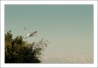 Apparizione