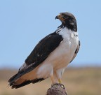 Aquila