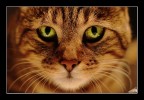 occhi di gatto