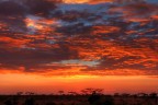 Alba Africana