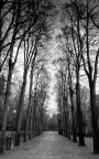 il viale