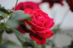 una bella RoSsa