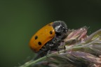 Eos 40D+ 100 F/2.8 macro 1/250 F/10 ISO400 - treppiede+flash