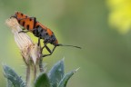 Eos 40D+ 100 F/2.8 macro 1/6 F/16 ISO200 - treppiede