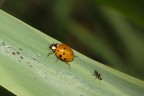 Eos 40D+ 100 F/2.8 macro 1/250 F/14 ISO400 - treppiede+flash