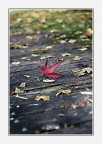autumn leaf