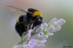 Bombus terrestris