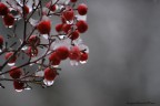 Commenti e critiche ben accette per questo scatto realizzato durante una nevicata.