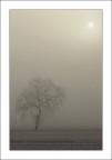 Grigio solitario