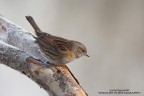 Passera Scopaiola