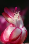 Colori