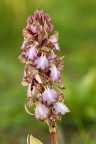 Barlia robertiana
