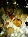 controluce autunnale