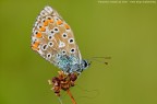 Lycaenidae - l'ultimo della stagione