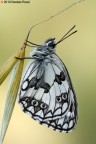 Melanargia galathea